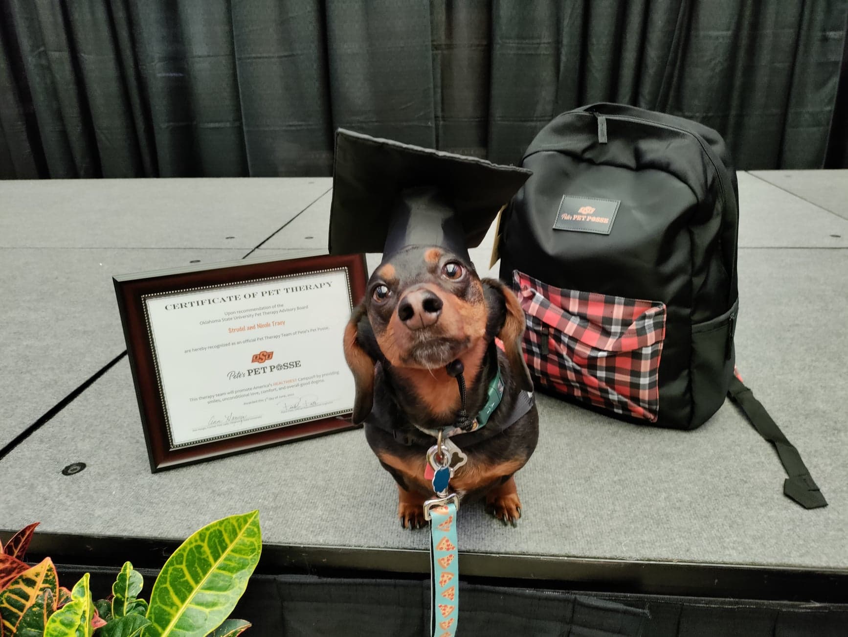 therapy training dog